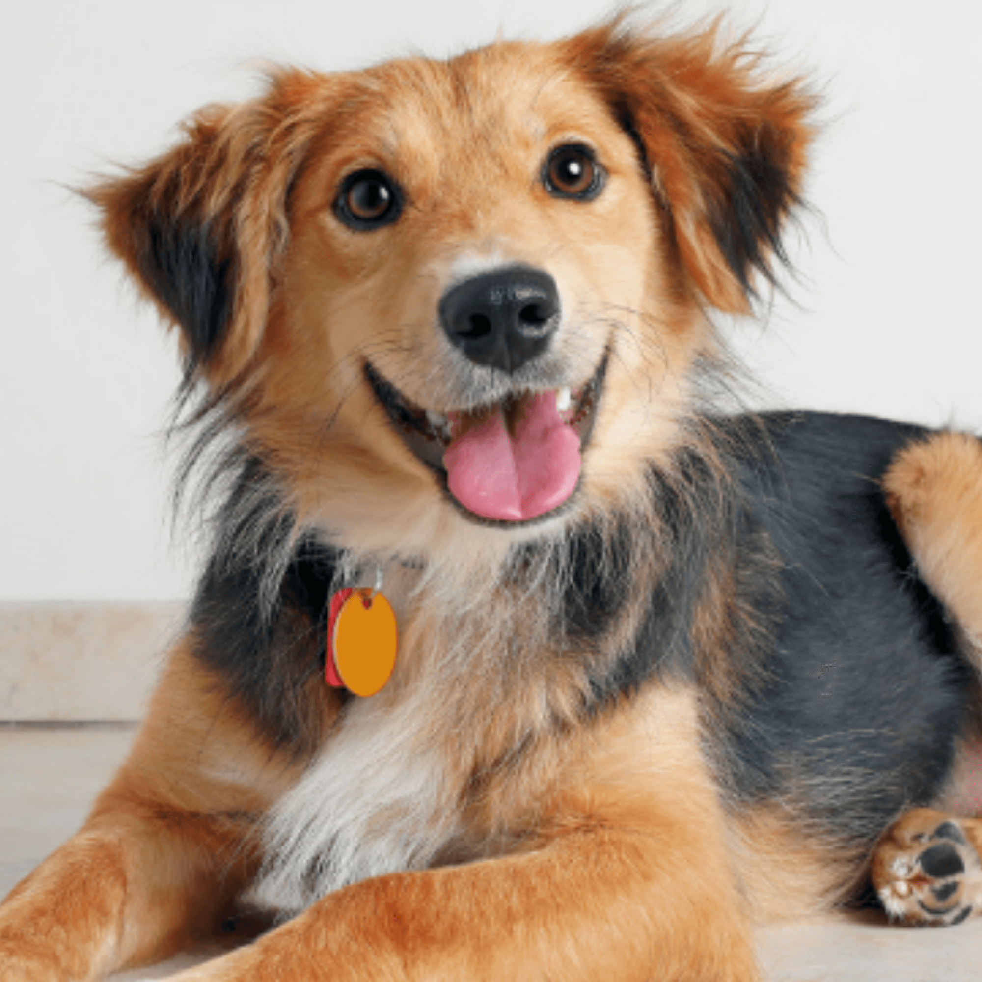 Bandana custom pet portrait example 3