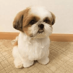 Bandana custom pet portrait example 23