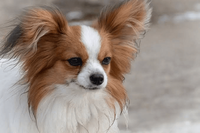 Bandana custom pet portrait example 25