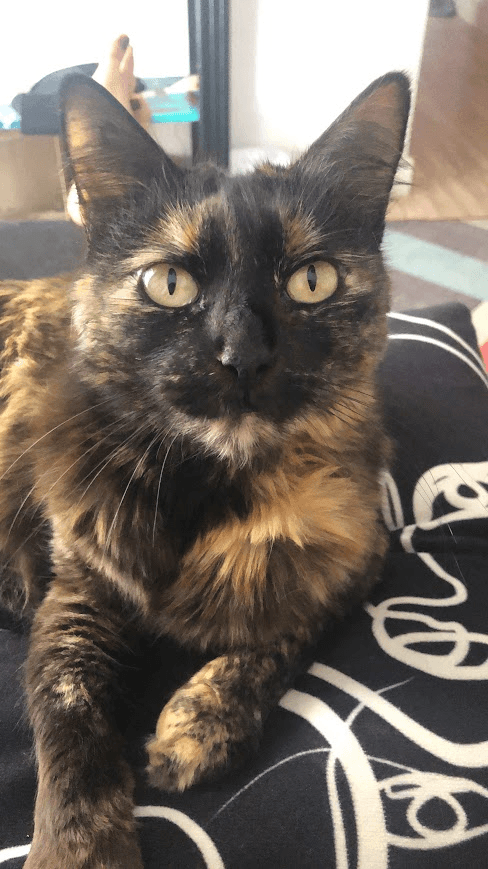 Bandana custom pet portrait example 31