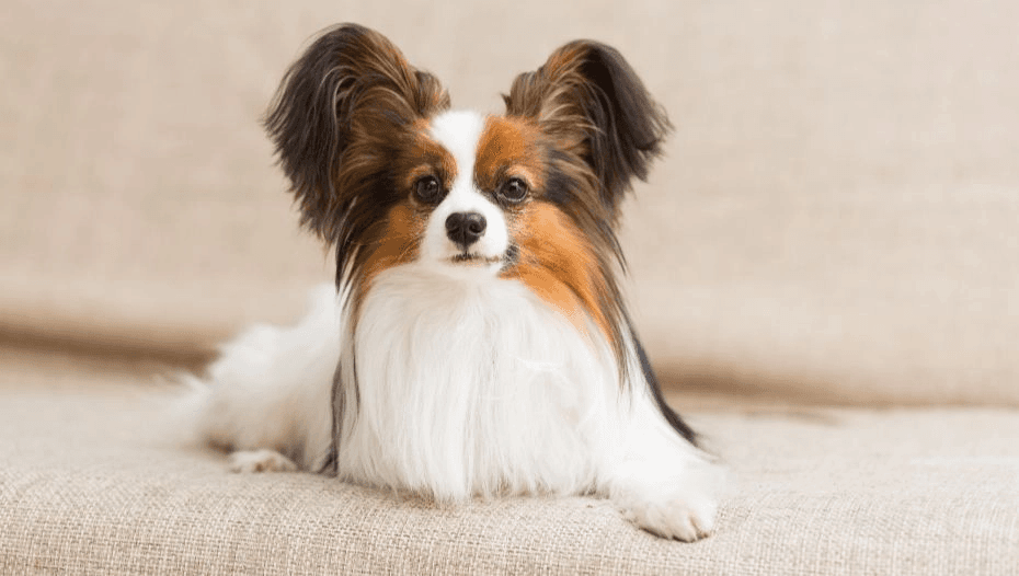 Bandana custom pet portrait example 9