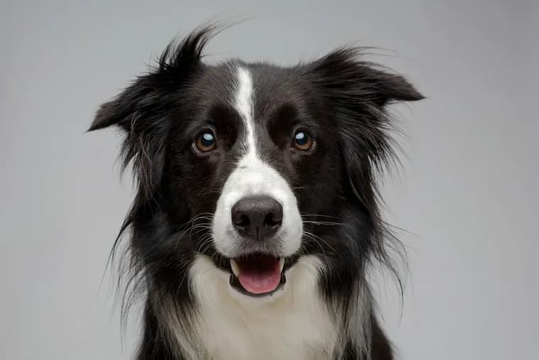 Tropical custom pet portrait example 7
