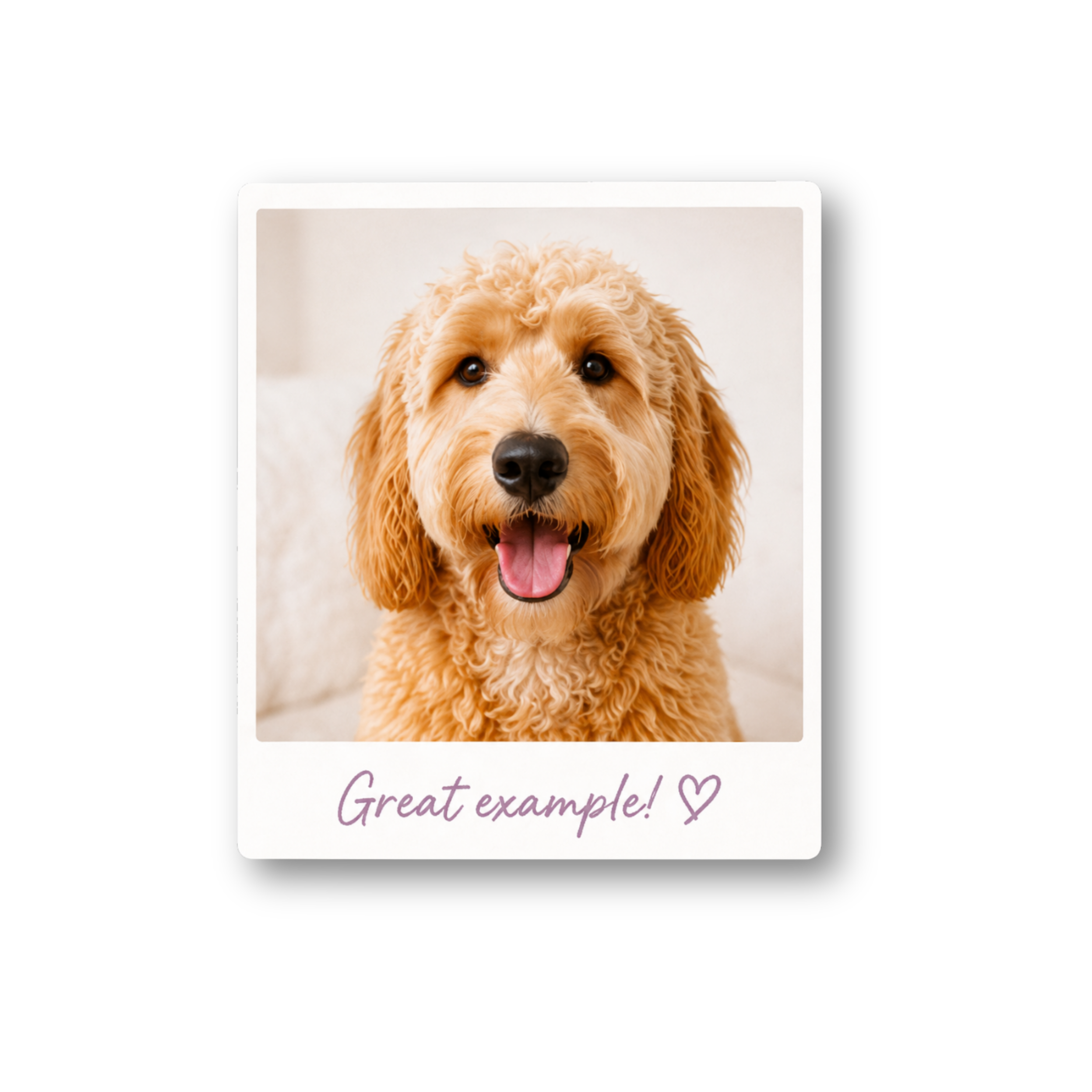 Great example of a pet photo